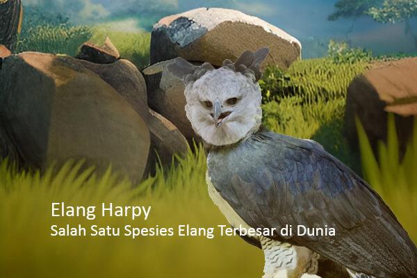 Elang Harpy: Salah Satu Spesies Elang Terbesar di Dunia